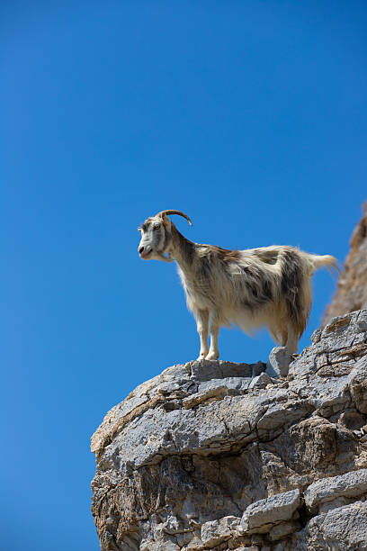 istock Goat Standing on a Rocky Outcrop Against a Blue Sky 2234174944