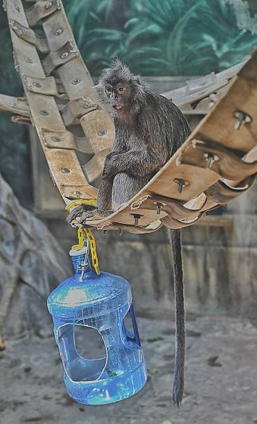 Animal Sitting on a Rope Bridge, Mammal Eating Food, Monkey Enjoying an Enrichment Activity, Silvered Leaf Langur