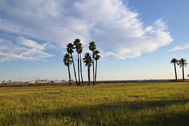 Beautiful palm trees on Coma-ruga beach in Spain, standing tall against a blue sky with light clouds. A perfect Mediterranean coastal scene, ideal for relaxation, summer holidays, and seaside travel.