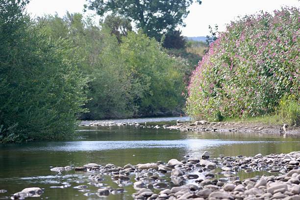 istock A shallow river flows gently through a rocky riverbed surrounded by green trees under a bright blue sky. The scene captures natural beauty, calm water, and a peaceful outdoor landscape in summer. 2234176297