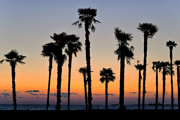 istock Tall palm trees in backlit sunset light by the sea. 2234176546