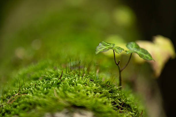 Tree bark with moss, close-up tree texture.Black Forest - Germany.
