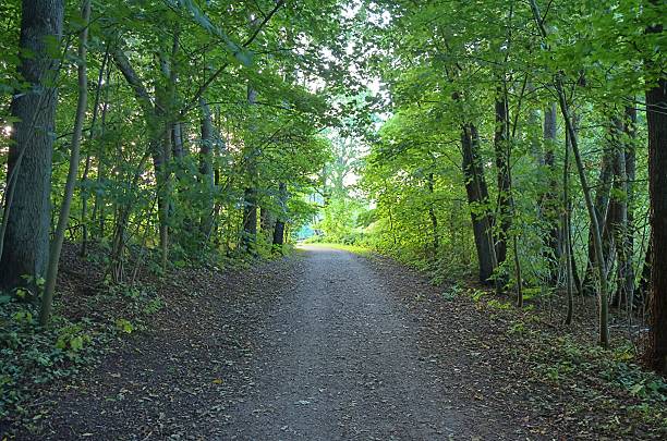 istock Gravel path winding through lush green forest in summer 2234178227