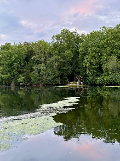 istock forest on the edge of a river 2234181727
