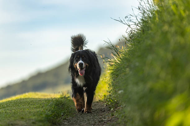 istock Bernese mountain dog is walking on the outside. 2234181833