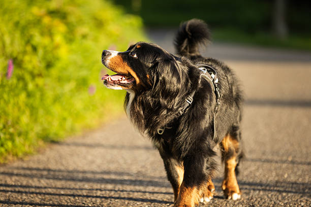 Full-body portrait of a Serra da Estrela Mountain Dog with long reddish-brown and black fur, standing on a stone path outdoors near a wall and greenery.