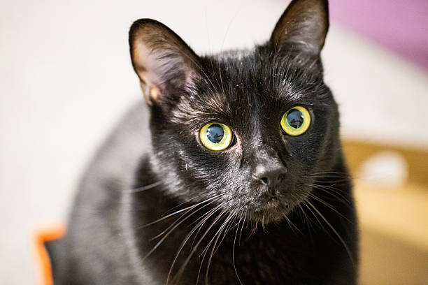 istock Black Cat Sitting in a Cardboard Box Looking Directly at the Camera 2234184578