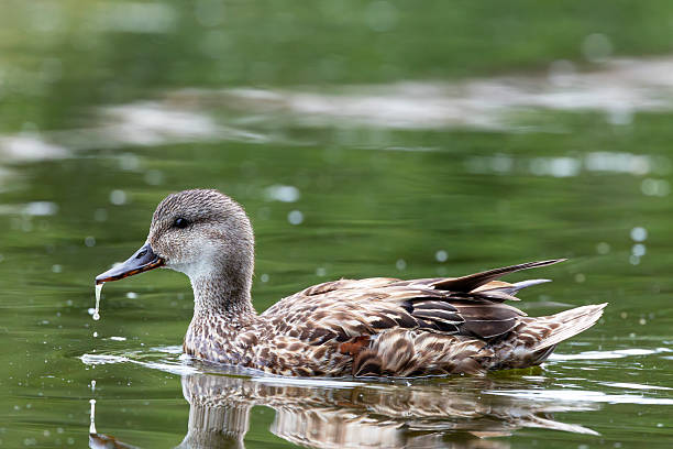 A Green wigned teal (Anas carolinensis) feeding on a lake.