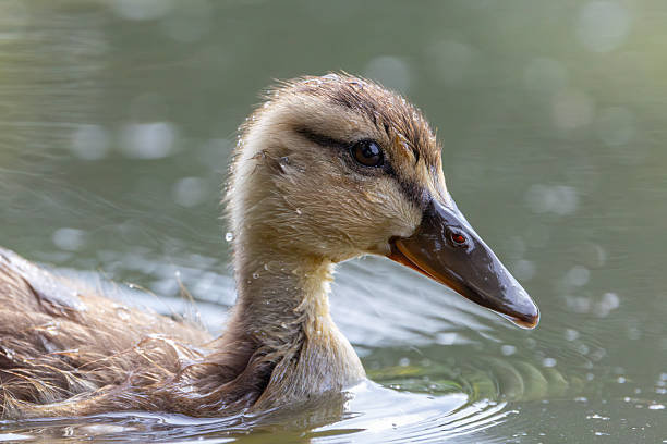 Close up of a Mallard duckling swimming in a pond.