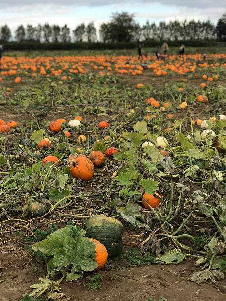 istock Scenic Pumpkin Patch in Autumn Field 2234186848