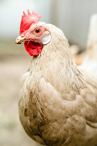 istock Close-up view of a free-range hen exploring a backyard setting during late afternoon 2234192195