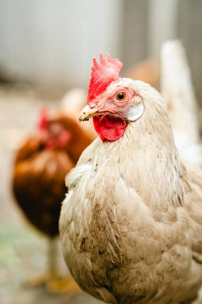 istock Close-up view of a free-range hen exploring a backyard setting during late afternoon 2234192225