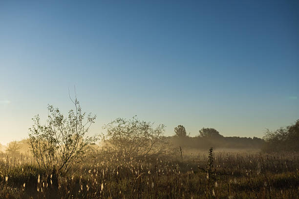 Misty dawn. Cobwebs on the grass. Autumn meadow