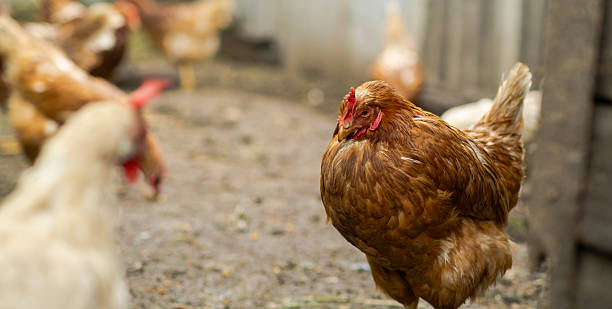 istock Two chickens, one white and one brown, are foraging on the ground in a rural farm setting. Other chickens are visible in the background, exploring their surroundings. 2234192532