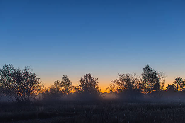 Morning twilight. Fog over meadow