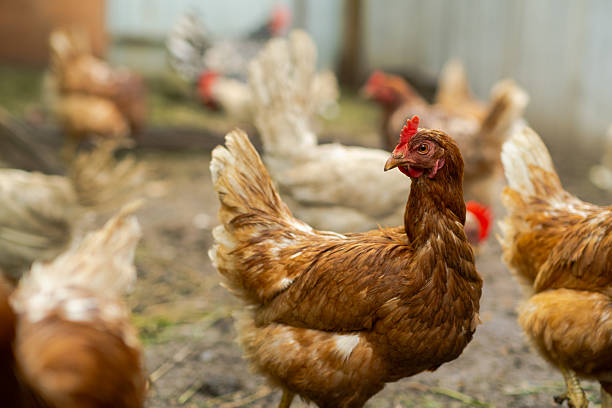 istock Brown hen roaming in a farmyard during a sunny afternoon 2234192671