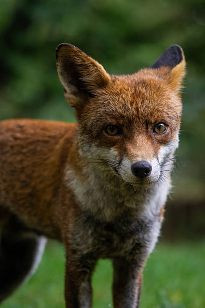 istock A red fox sat in British Countryside woodland 2234194113