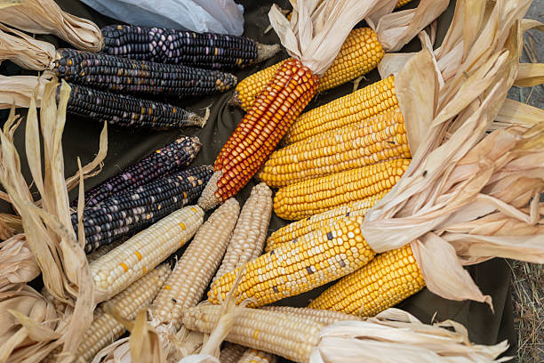 istock Colorful corn cobs displayed at a farmers market 2234197900