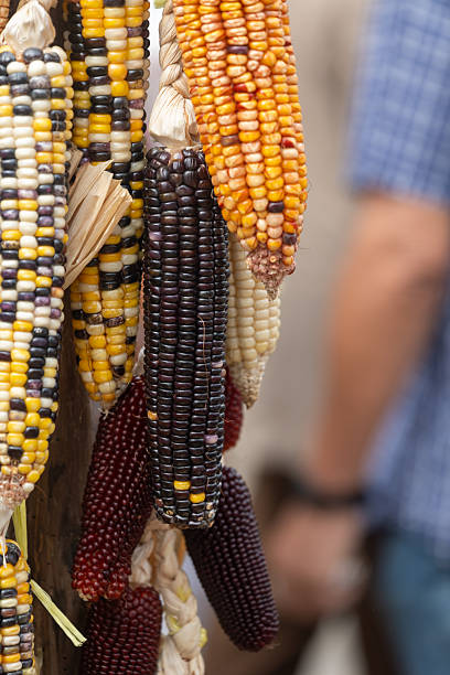 istock Colorful corn cobs hanging and drying for autumn decoration 2234197913