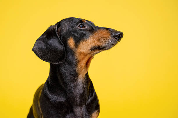 istock Dachshund dog on yellow background for pet-themed design 2234209477