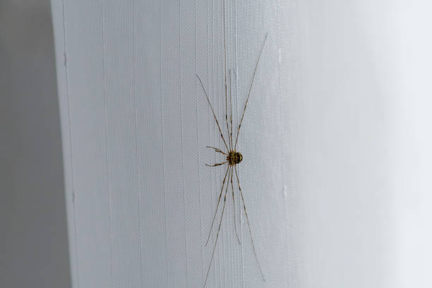 A spider with long legs is climbing on a white wall, demonstrating its intricate body structure and details.