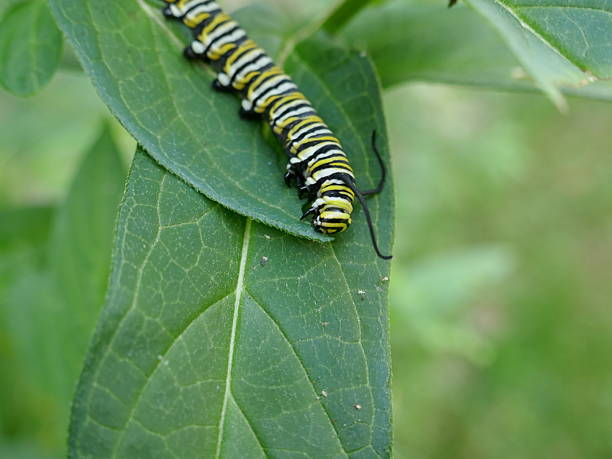 istock Monarch butterfly caterpillar eating leaves stacked over each other 2234211143