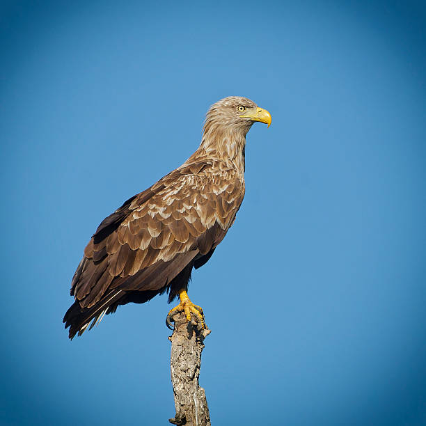 istock White-Tailed Eagle perching at the top of a dead branch 2234212605