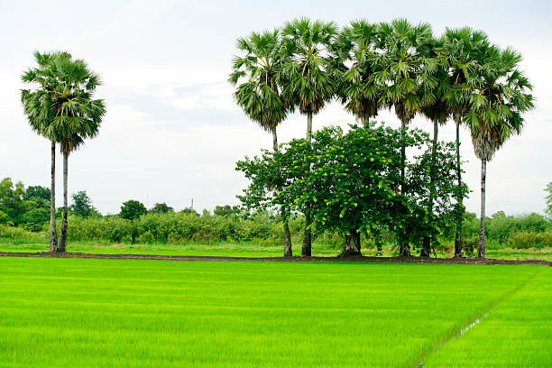 A picturesque view of a vibrant rice field bordered by tall palm trees and lush greenery, showcasing the beauty of nature and agriculture in harmony.