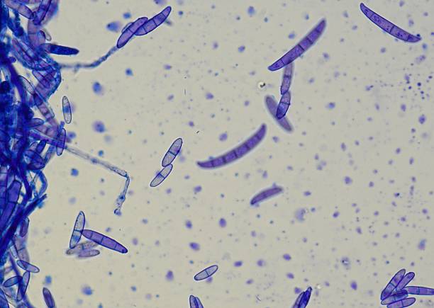 istock soil microorganisms under a microscope including amoeba, flagellates, nematodes, fungi, bacteria 2234224098