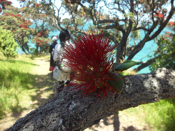 istock Waiheke Island in Summer 2234226539