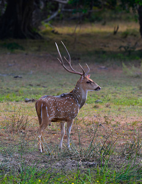 istock Spotted deer with well grown antlers 2234226667