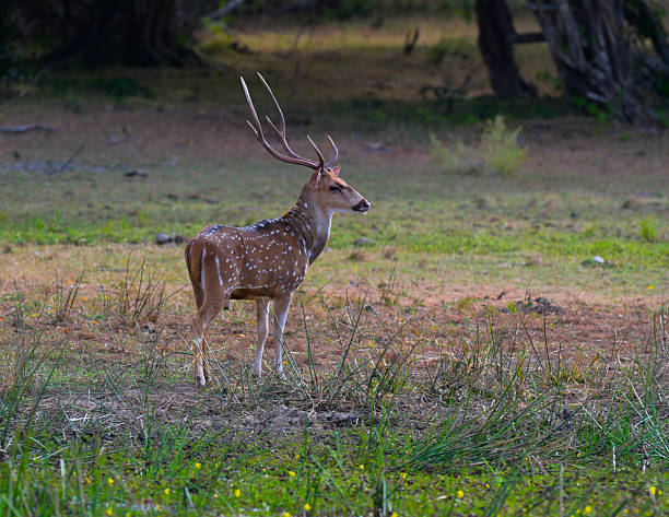 istock Spotted deer with well grown antlers 2234226669
