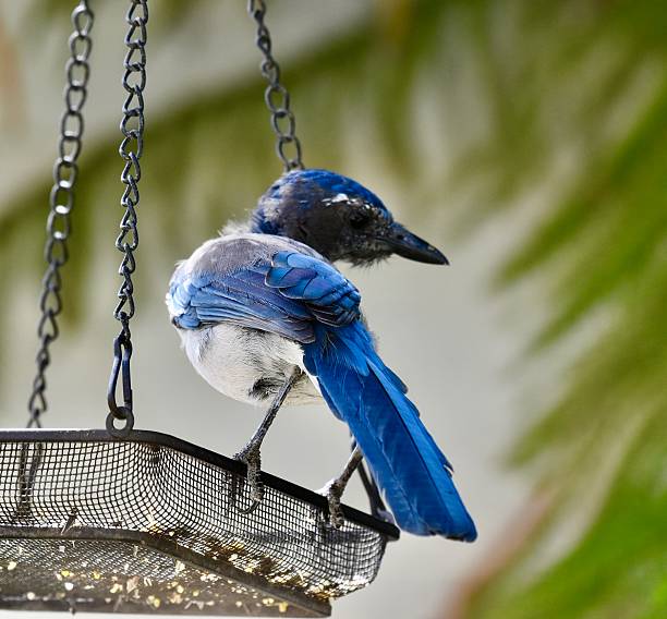 Beautiful blue bird in California.