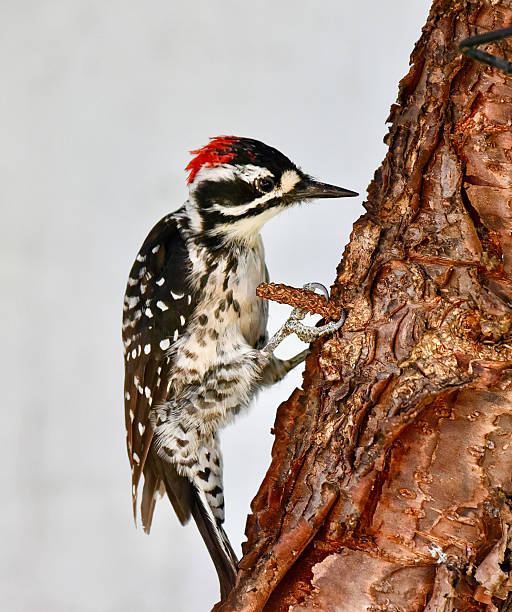 Cute Baby Woodpecker with White Spotted Feathers and Red Head Eating Insects off if Bark on Tree