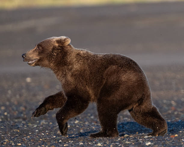 istock Running bear cub in the morning 2234231450