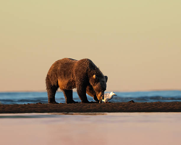 istock Sow bear eating clams with a seagull friend 2234231520