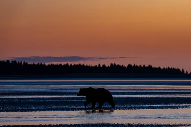istock Sunrise bear at low tide in Alaska 2234231526