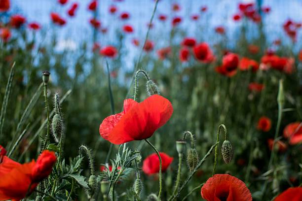 istock Vibrant red poppies in a lush green field. 2234232382