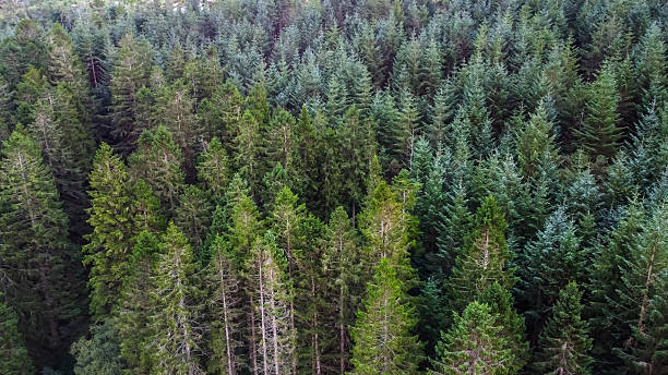 istock Dense evergreen forest from above, Capel Curig, Conwy County Borough, Wales, Britain 2234234246