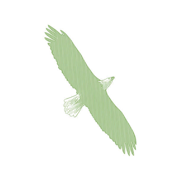 One Bald Eagle in flight, cut out on white background