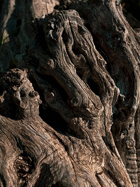 istock Close up of an old tree 2234235670
