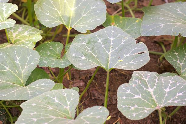 istock Young pumpkin leaves growing in the garden 2234235780