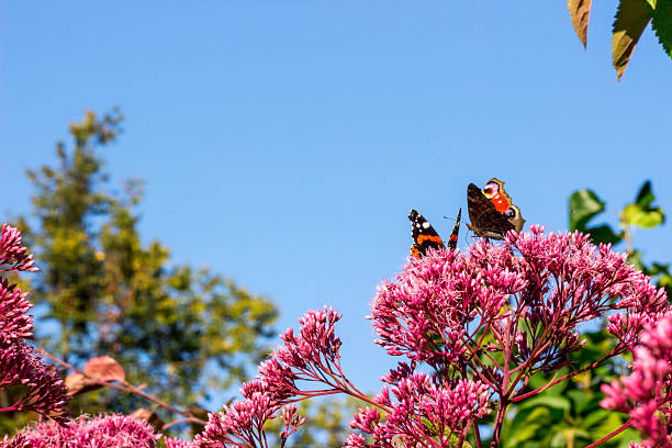 istock a flower against a blue sky. 2234237393