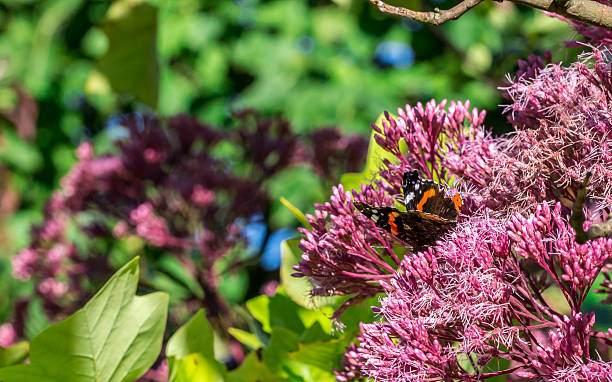 istock butterfly on a pink Eutrochium flower 2234237401