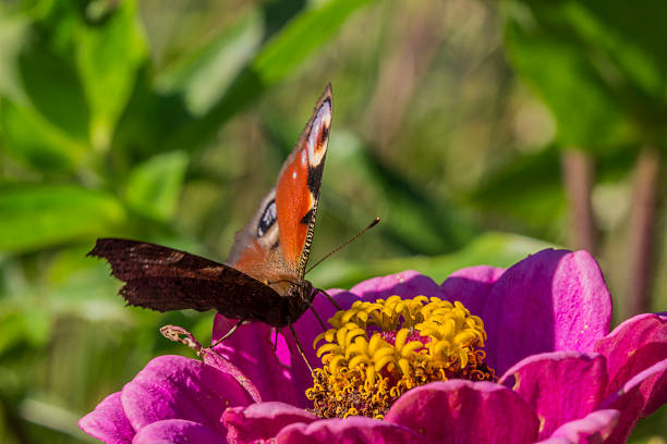 peacock eye butterfly on pink zinnia flower on blurred background with highlights and bokeh. colorful macro photo of an insect. wild wildlife. screensaver. free space. close-up.. Aglais io. Nymphalidae. Saturnia pyri.