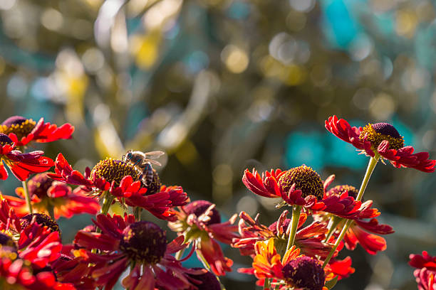 helenium flowers. colorful flower photo. Helenium. Asteraceae