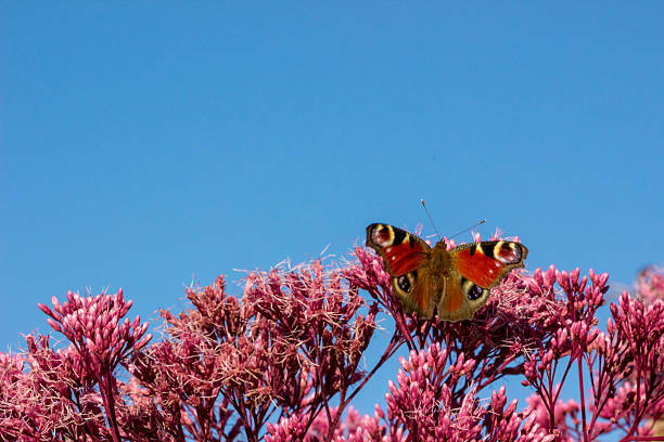 a flower against a blue sky. a colorful photo of wildlife. free space. a shot.