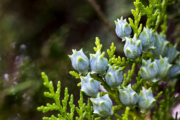 istock Eastern thuja cones on a blurred background with highlights and bokeh. colorful flower macro photo. space for text. beautiful screensaver. close-up. Platycladus. Cupressaceae. Platycladus orientalis. 2234238227