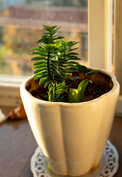 Close-up of a potted green plant placed on a windowsill, illuminated by warm natural sunlight indoors. The ceramic pot and soft light create a cozy and natural home interior atmosphere, symbolizing relaxation and a connection to nature.