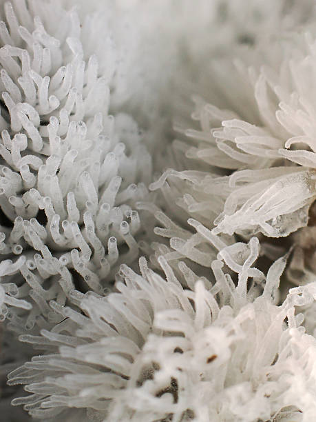 istock Close up Fungus from Tropical Rainforest. 2234239186